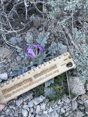 Astragalus newberryi