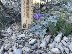 Astragalus newberryi