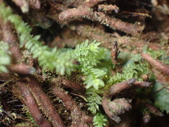 Calomnion complanatum