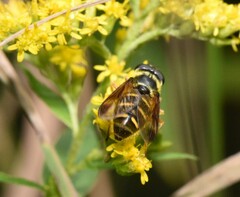 Sericomyia chrysotoxoides image