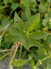 Ipomoea pes-tigridis