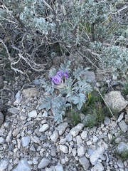 Astragalus newberryi
