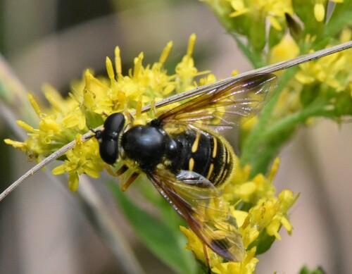 Sericomyia chrysotoxoides image