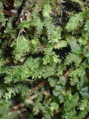 Calomnion complanatum