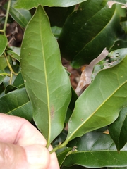 Cryptocarya macdonaldii