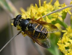 Sericomyia chrysotoxoides image