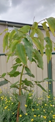 Corymbia ptychocarpa