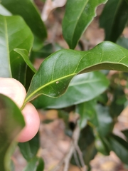 Cryptocarya macdonaldii