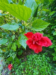 Hibiscus