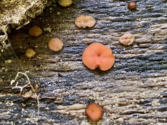 Scutellinia