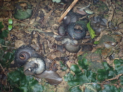 Powelliphanta traversi otakia