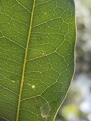 Cryptocarya macdonaldii
