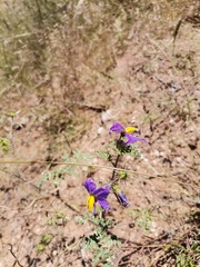 Solanum citrullifolium