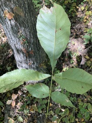 Carya texana