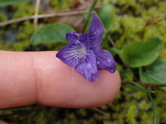 Viola adunca