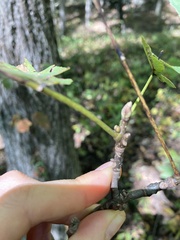 Carya texana