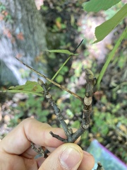 Carya texana
