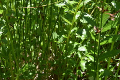 Trifolium wormskioldii