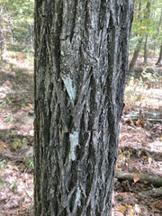 Carya texana
