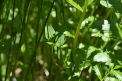 Trifolium wormskioldii