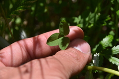 Trifolium wormskioldii