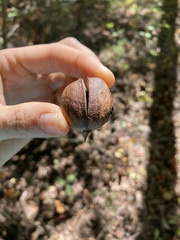 Carya texana