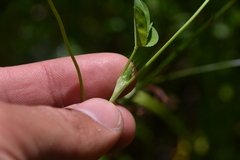 Trifolium wormskioldii