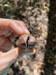 Carya texana