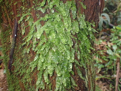 Symphyogyna subsimplex