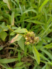 Melochia corchorifolia