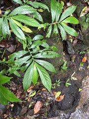 Elatostema