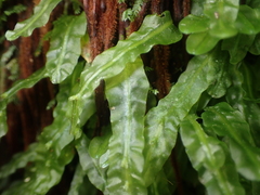 Symphyogyna subsimplex