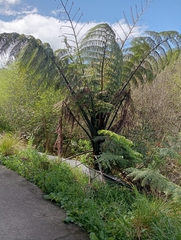 Cyathea medullaris
