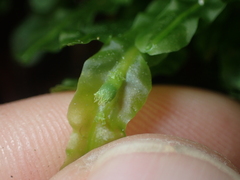 Symphyogyna subsimplex