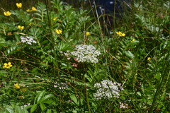 Ligusticum scothicum hultenii
