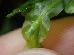 Symphyogyna subsimplex