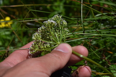 Ligusticum scothicum hultenii