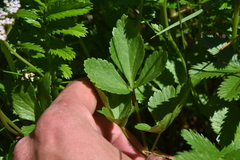 Ligusticum scothicum hultenii
