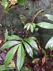 Elatostema