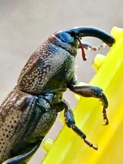 Sphenophorus venatus