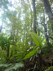 Coprosma crassifolia