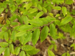 Vaccinium myrtilloides
