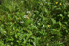 Plantago macrocarpa