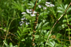 Plantago macrocarpa