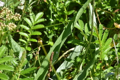 Plantago macrocarpa