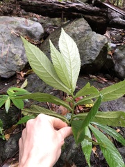 Elatostema