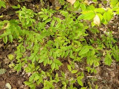 Vaccinium myrtilloides