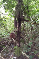 Caryota rumphiana