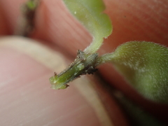 Coprosma crassifolia