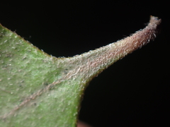 Coprosma crassifolia